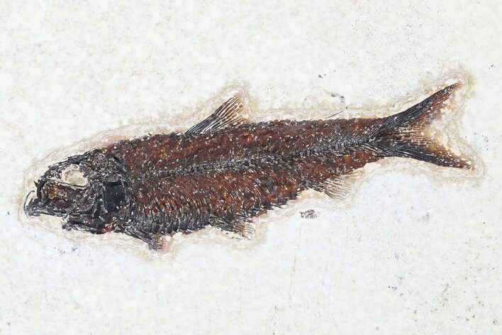 Fossil Fish (Knightia) - Green River Formation #179244
